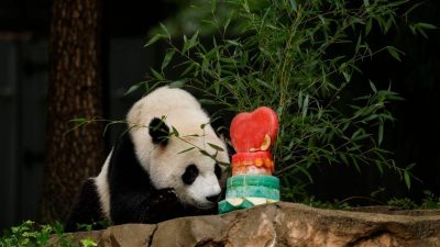 华盛顿动物园人头涌动 送大熊猫回国粉丝惜别依依