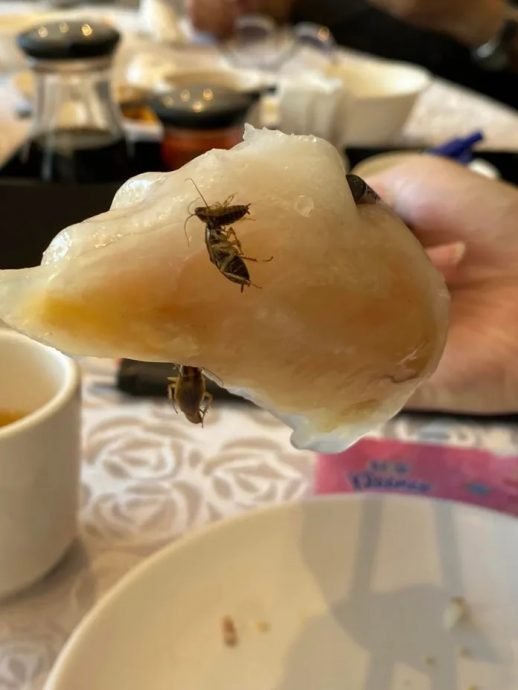 吃虾饺却惊见“蟑螂全家福” 餐厅冷处理引网炮轰