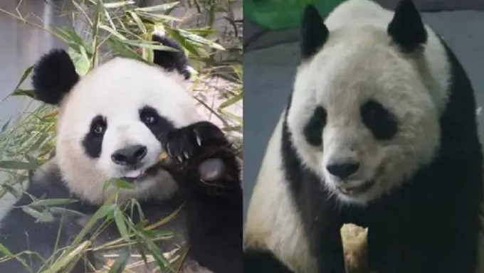 大熊猫“公主”和“融融”已离世 死因披露……