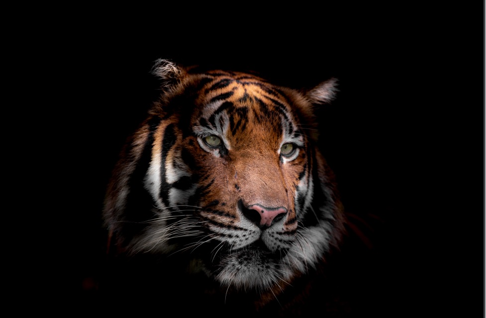大都会-世界最大的老虎摄影展即将在马来西亚亮相