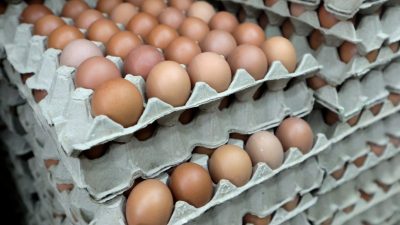 业者：若小鸡量少没改善   未来半年 续闹蛋荒 