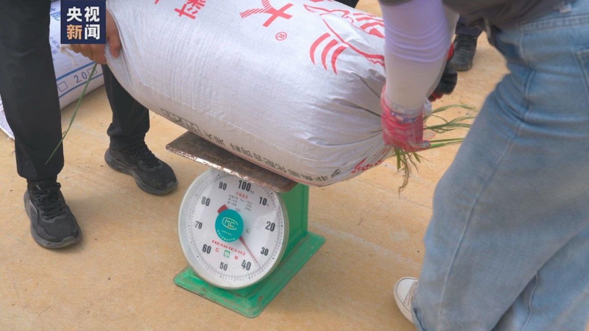 平均亩产1186公斤 袁隆平超级杂交水稻产量创新高 