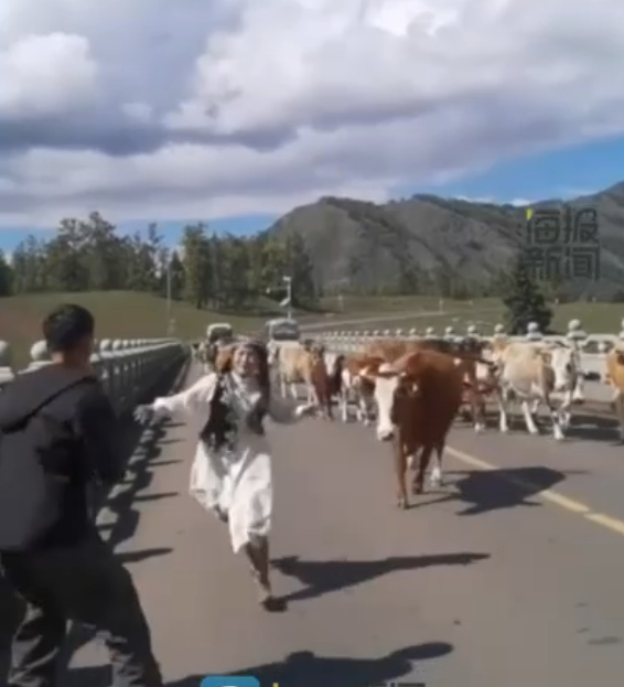 拼盘∕（视频）女子牛群旁拍照打卡被顶“整个人飞起” 景区指穿著有关