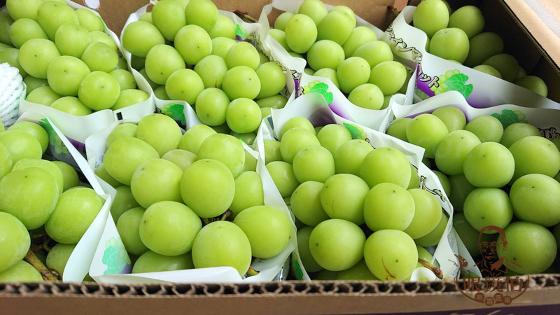 日本“麝香葡萄”产量倍增！超市价格狂跌