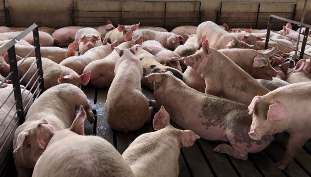 日本佐贺养猪场爆猪瘟 扑杀约一万只猪