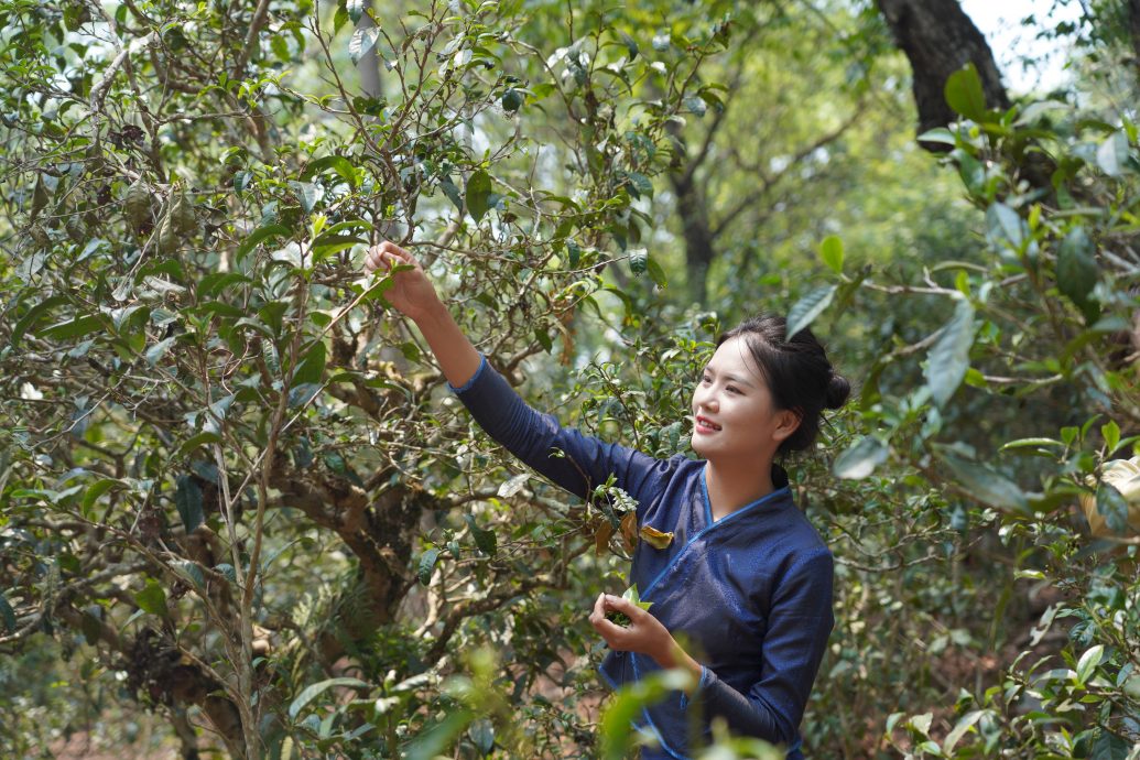 普洱景迈山古茶林文化景观列入世界遗产名录 全球首个茶主题世遗