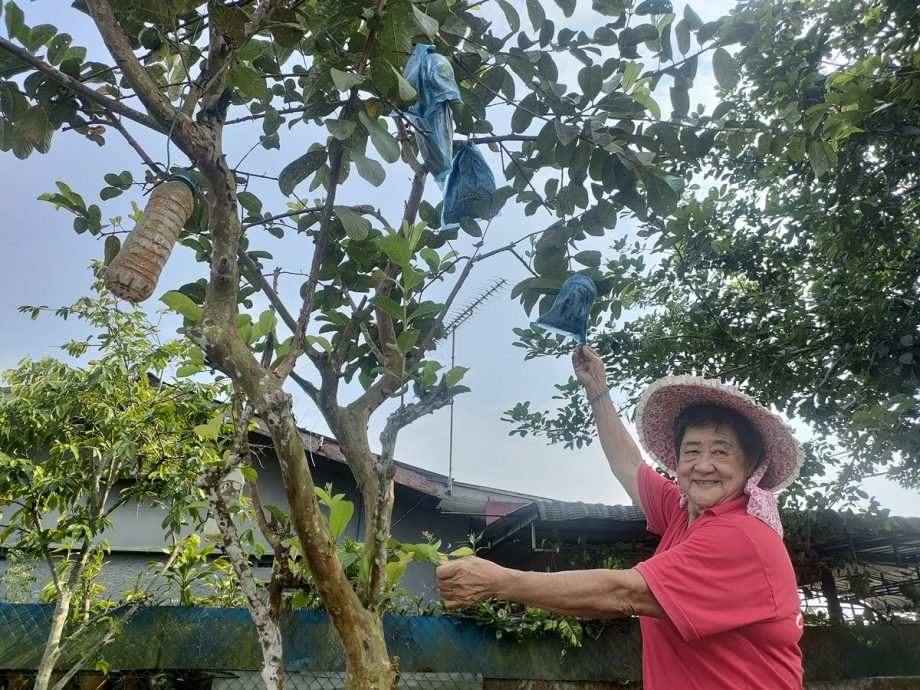 有故事的人（本月19日见报）：黄雅香爱种自家菜，换来健康及成果