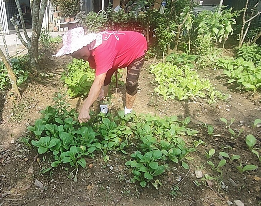 有故事的人（本月19日见报）：黄雅香爱种自家菜，换来健康及成果