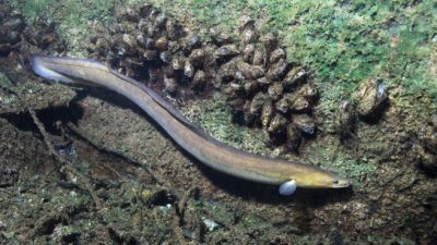 欧洲鳗濒临绝种  西班牙查获25吨走私到亚洲
