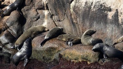 乌拉圭400只海豹海狮死于禽流感