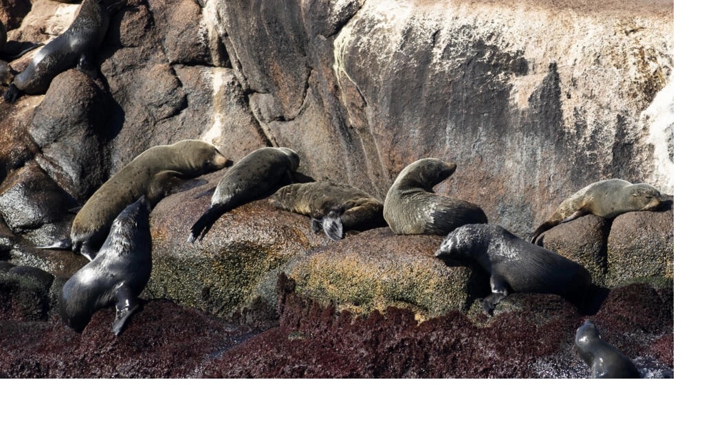  看世界）乌拉圭环境部：400只海豹海狮死于禽流感