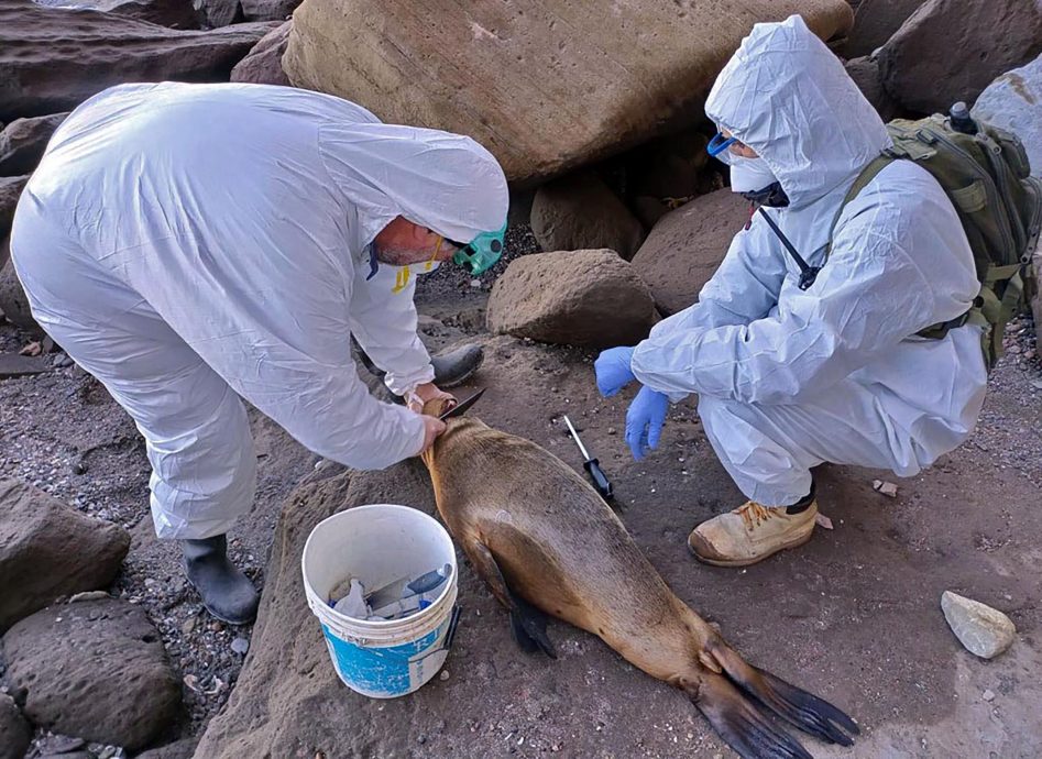 看世界／禽流感窜阿根廷海岸 约200海狮染疫死亡