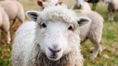 羊群闯进温室 狂嗑272公斤大麻