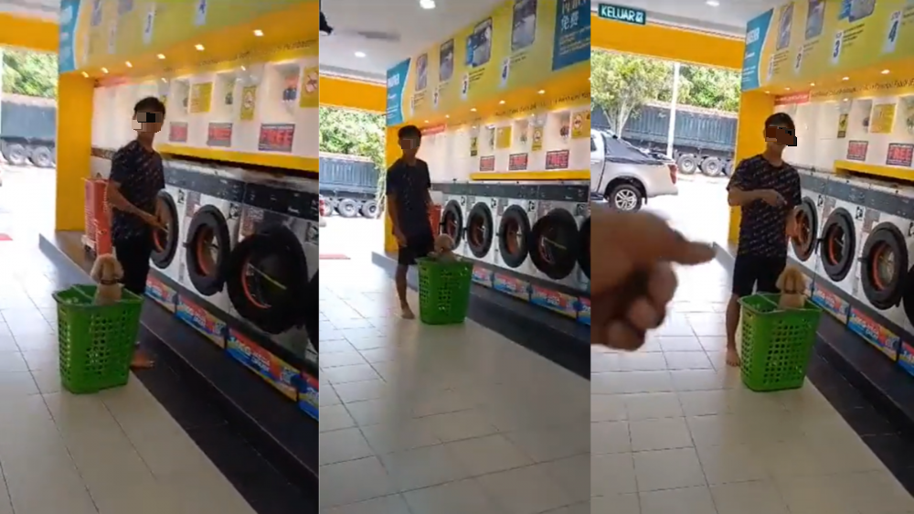 视频 |“可以带猫但不能带狗和猪”男子带狗进洗衣店被骂