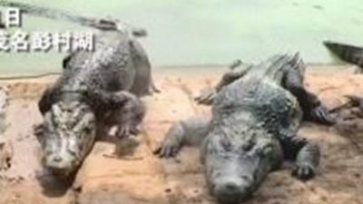 视频 | 海葵台风暴雨酿灾 广东茂名养殖场逾70条鳄鱼出逃