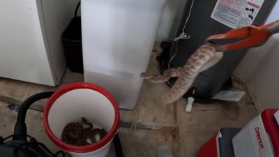 视频｜民宅车库沦蛇窝 “抓到20条响尾蛇！”