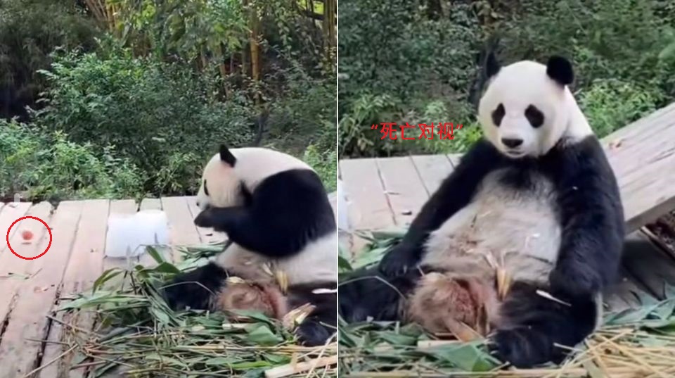 视频|气饲养员扔水果滚落草丛 大熊猫“死亡对视”笑翻网民
