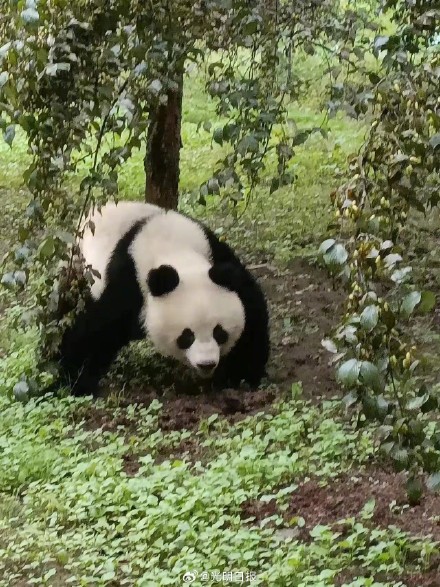 陕西野生大熊猫闯民居 体检后有惊人发现  