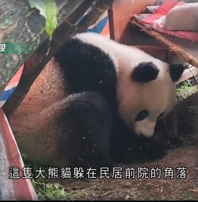 陕西野生大熊猫闯民居 体检后有惊人发现  