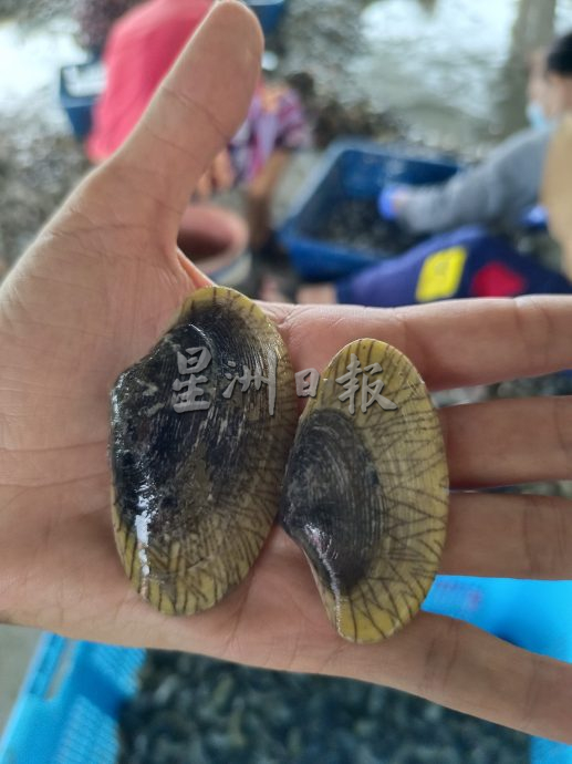 （大北马5）平安岛海域再盛产优质的黑黄壳“啦啦”