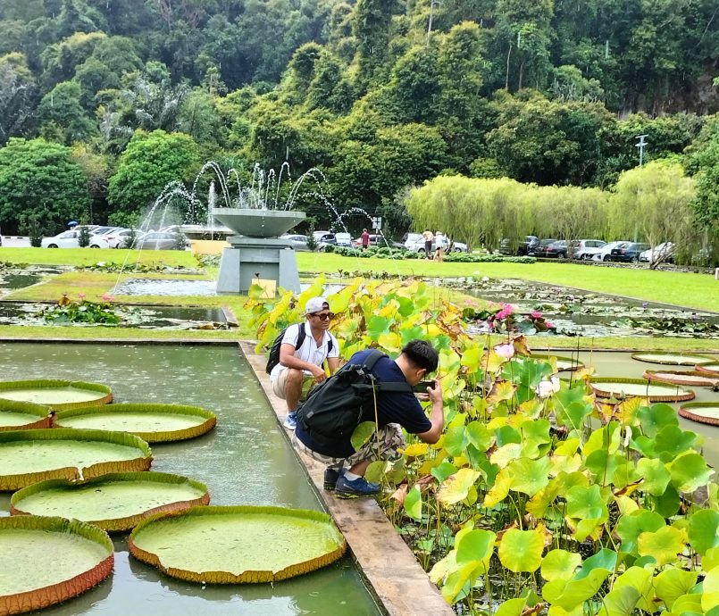 （大北马）植物园莲花朵朵开 访客破坏行为令人摇头