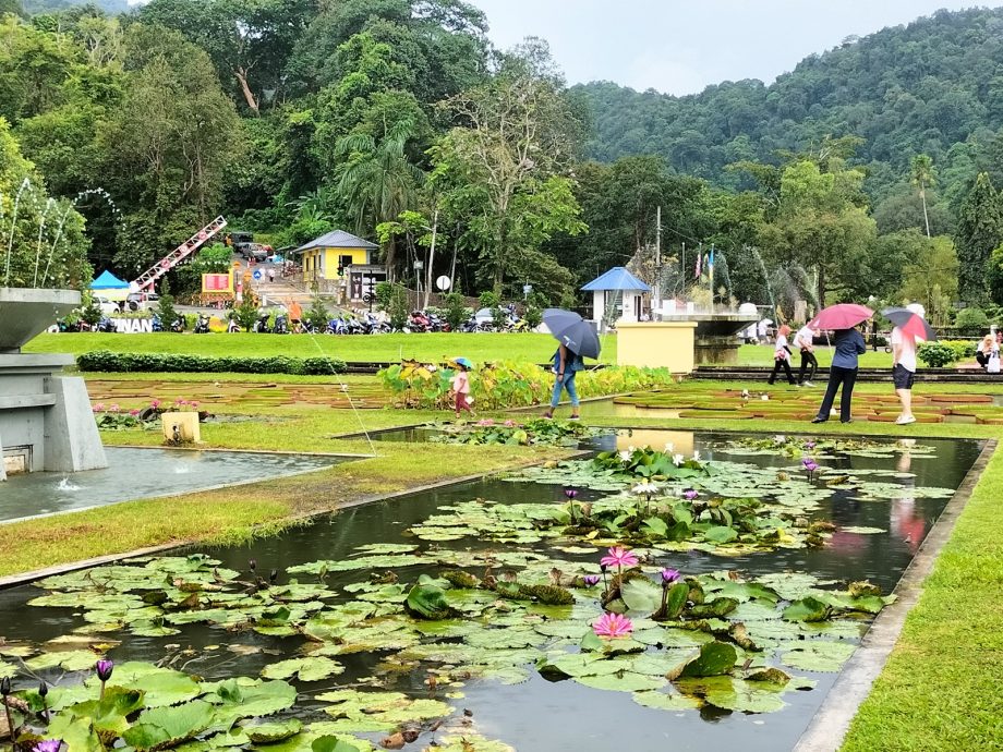 （大北马）植物园莲花朵朵开 访客破坏行为令人摇头