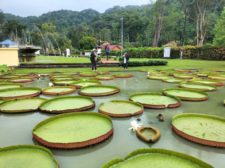 （大北马）植物园莲花朵朵开 访客破坏行为令人摇头