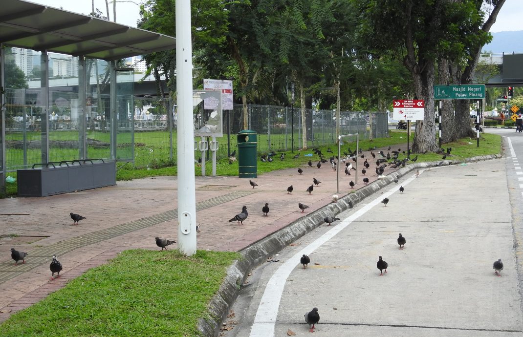 （大北马）槟州出现新景点─鸽子巴士站与鸽子人行道