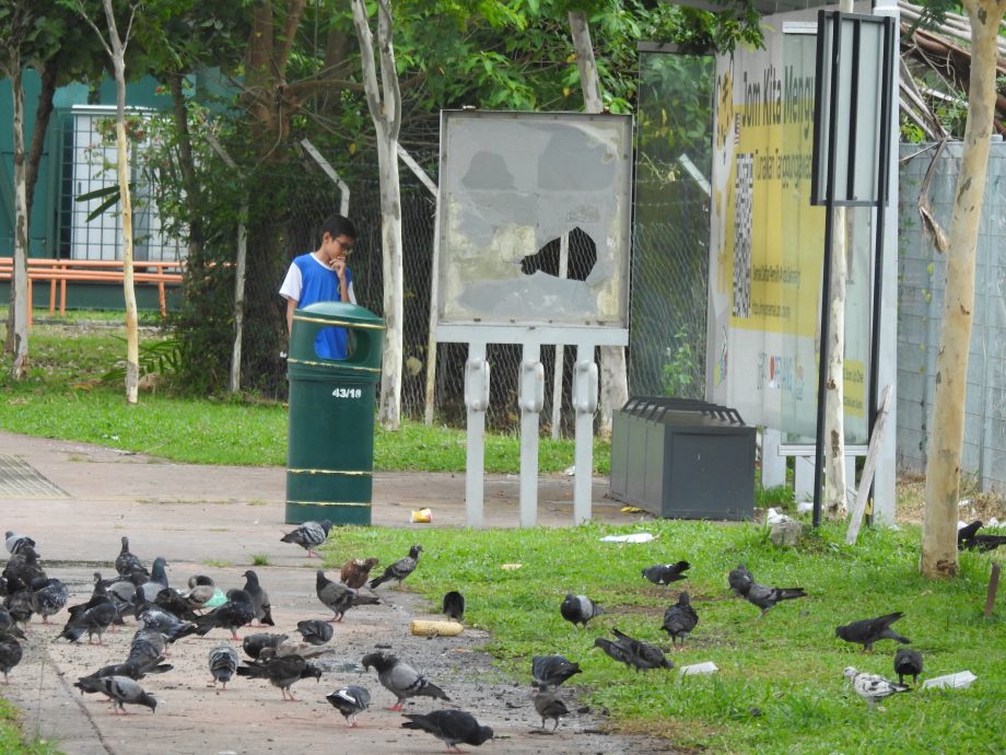 （大北马）槟州出现新景点─鸽子巴士站与鸽子人行道