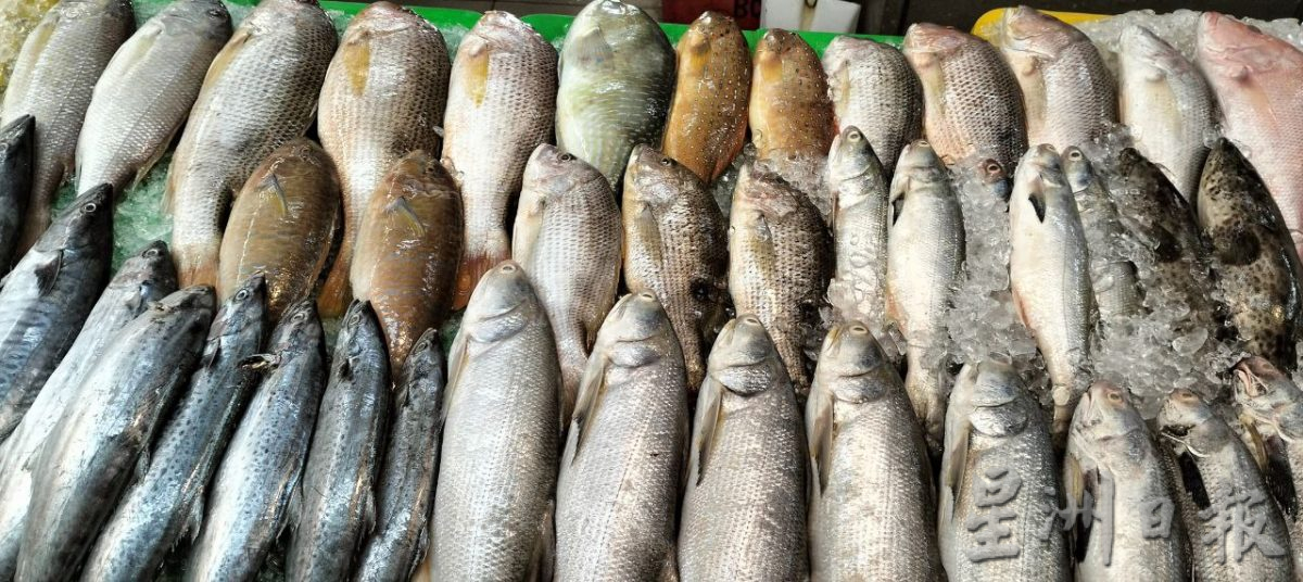 （已签发）柔：封面【特稿】：社媒谣传日本核废水排放、槟城现大量死鱼，新山部分巴刹鱼产销量骤降