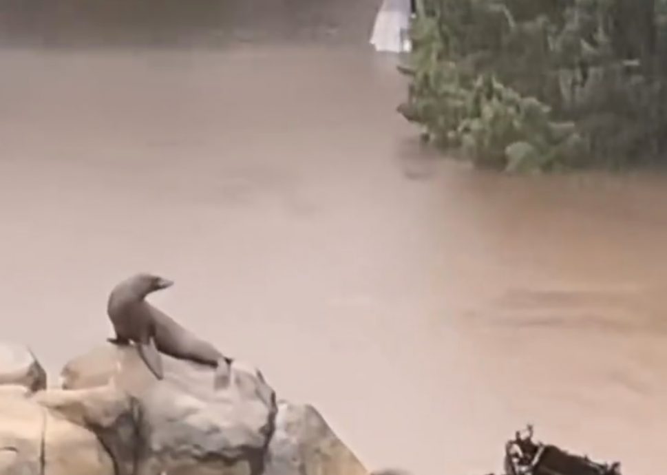 （视频）暴雨袭纽约 动物园海狮趁机“出逃”  
