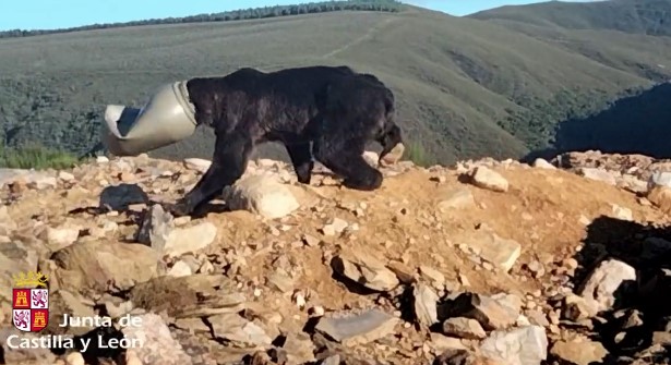 （视频）棕熊觅食惨遭胶桶套头饿到瘦 走路撞树被石绊倒