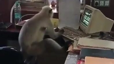 视频 | 赚香蕉钱？猴子坐火车站办公室 翻文件认真打字