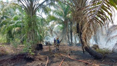 八丁燕带森林保留地   当局扑灭37.5%林火