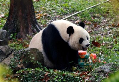 中美紧张熊猫知道  明年底美国境内一只不剩