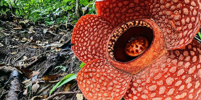 Most species of ‘world’s largest flower’ risk extinction: study