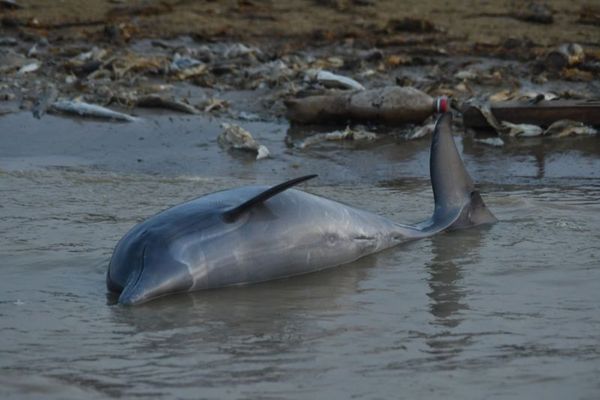 上百只亚马逊海豚“集体死亡”　水温飙到39度像洗热水澡