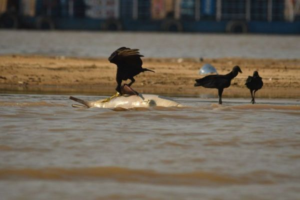 上百只亚马逊海豚“集体死亡”　水温飙到39度像洗热水澡