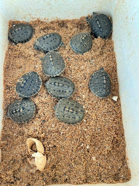 东：西瓜龟，又名咸水龟濒临灭绝危机！
