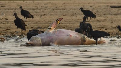 干旱致亚马逊河逾百濒危河豚集体暴毙  巴西评估协助迁移
