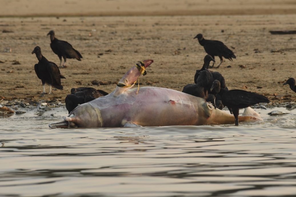 乾旱致亚马逊河逾百濒危河豚集体暴毙 巴西评估协助迁移