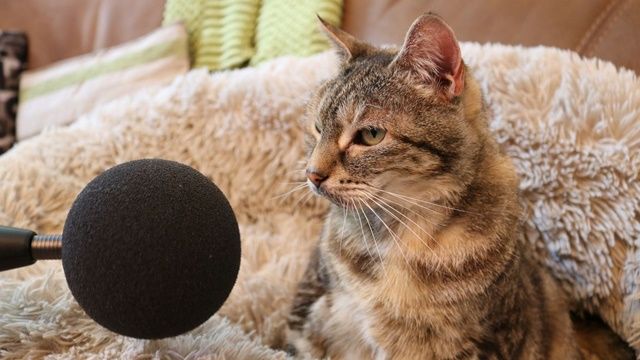 全世界最吵的猫！14岁虎斑“呼噜比电视还大声”创世界纪录