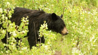 加拿大国家公园 2人被大灰熊袭击亡
