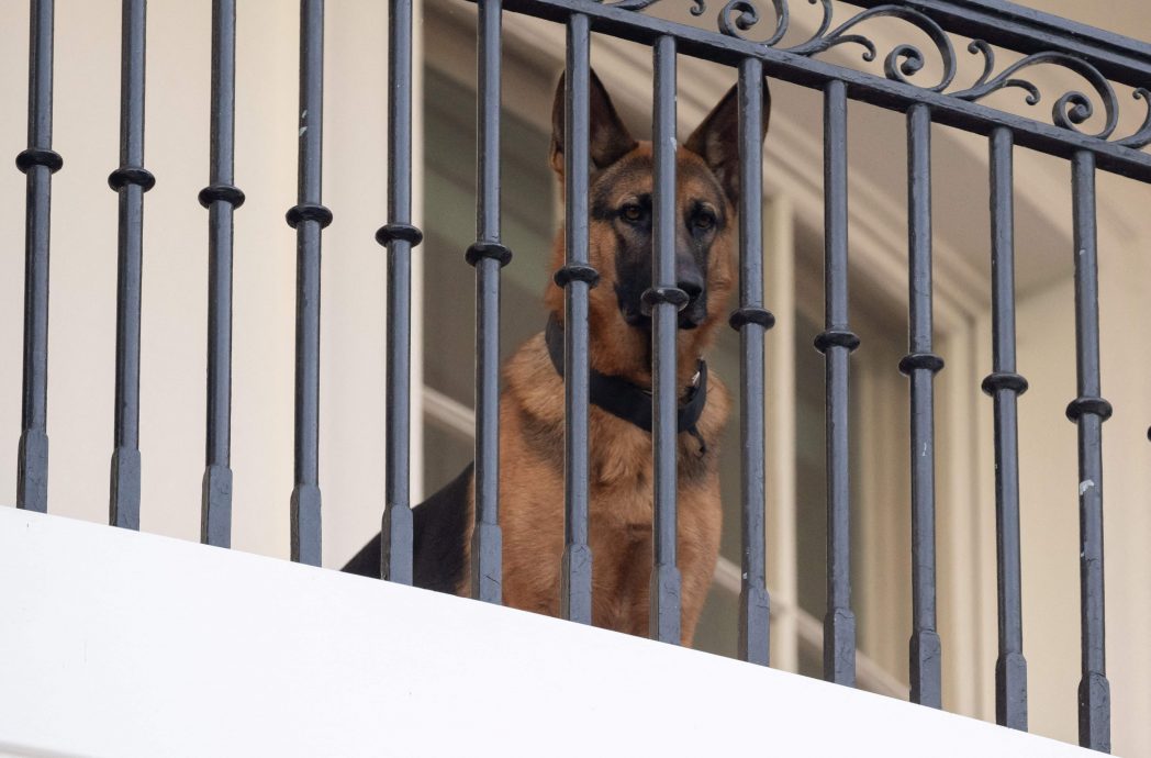 多次咬伤工作人员 拜登宠物犬被“逐出”白宫