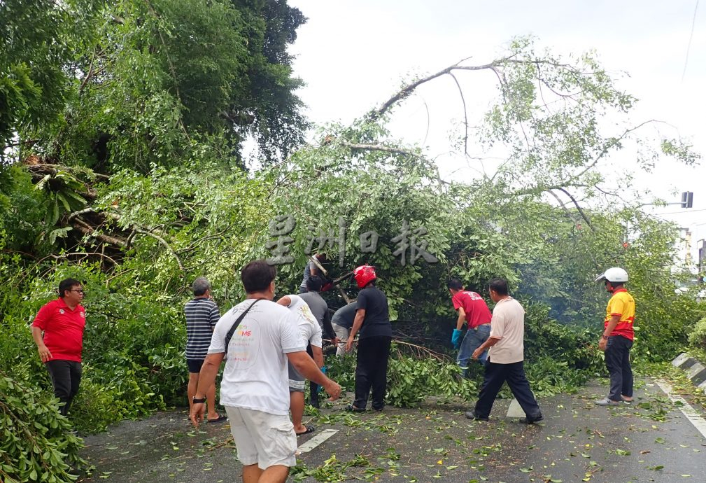 大树遭风雨袭倒搁路中 各族伸缓手移除树枝桠