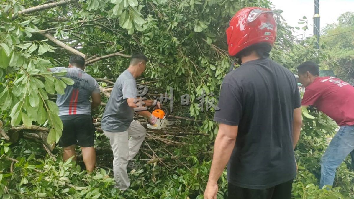 大树遭风雨袭倒搁路中 各族伸缓手移除树枝桠