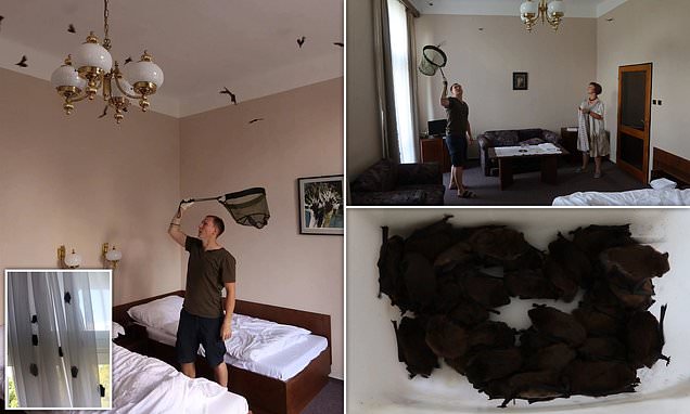 夫妻入住三星级饭店 一早醒来惊见数百蝙蝠在房内