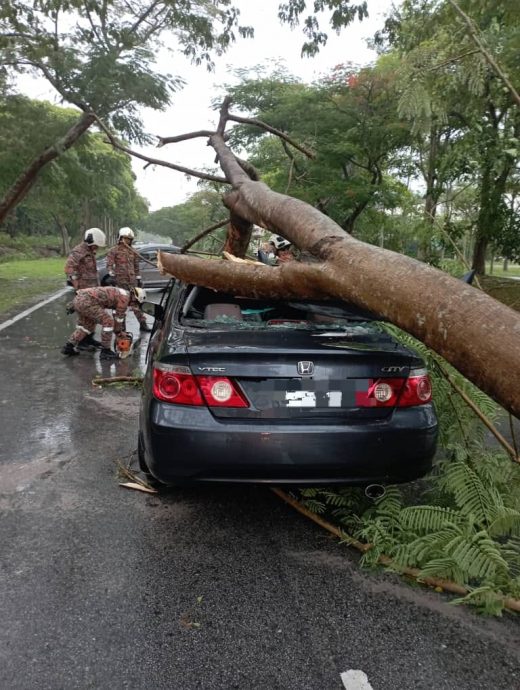 **已簽發**柔：暴雨中樹倒砸車，司機受傷入院   