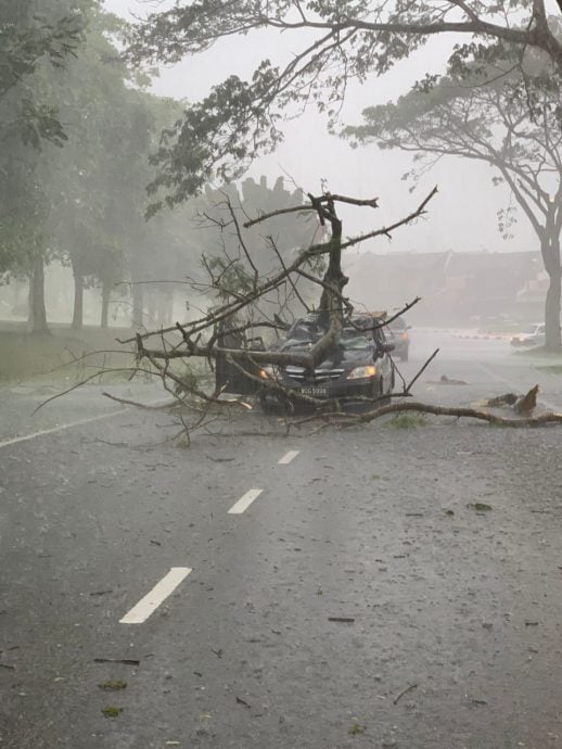 **已签发**柔：暴雨中树倒砸车，司机受伤入院   
