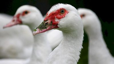 无视贸易限制风险 法国开始为家禽接种禽流感疫苗